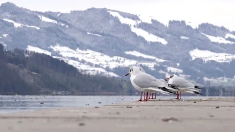 Multiple Seagulls standing in fron of lake and Mountain and flying away Stock Footage 146087353