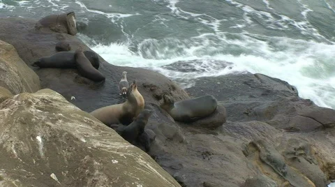 Multiple Seals on Rocks Next to Ocean Stock Footage 333809