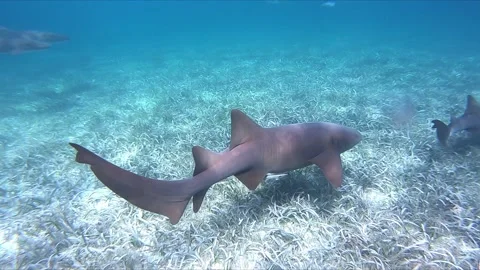 Multiple sharks swimming underwater 스톡 동영상 168531001