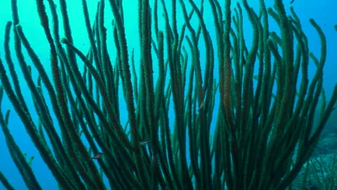 Multiple sharpnose puffer fish swim amongst a large soft coral as the camera Stock-Footage 328706669