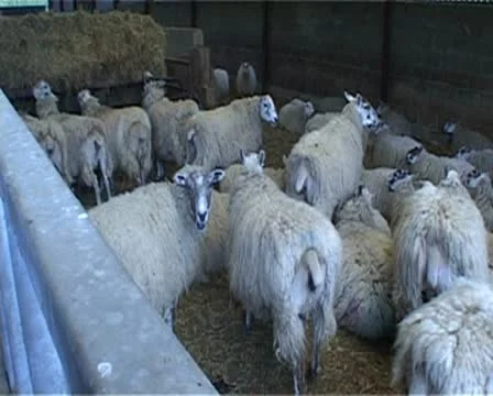 Multiple sheep in farmyard pen Stock Footage 10585284