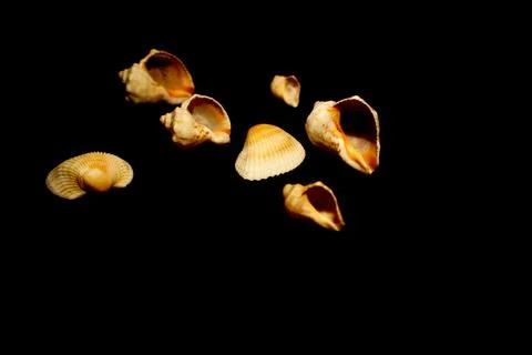 Multiple shells isolated on black Stock Photos