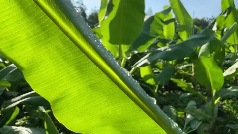 Multiple shot clips with banana tree and banana leaves with dew Stock Footage 155317876