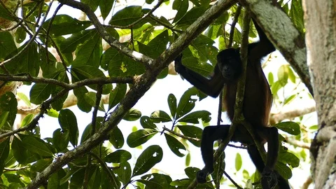Multiple shots of monkeys resting atop a tree on sunny day Stock Footage 123619959