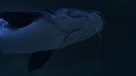 Multiple shots of a Pangasius catfish swimming underwater in an aquarium se.. Stock Footage 341348773