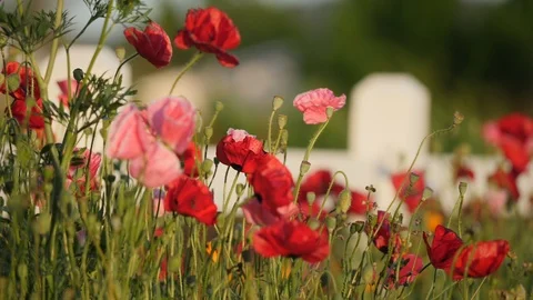 Multiple shots of red pink and orange wildflowers in front of fence Video stock 109852191