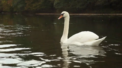 Multiple shots of swans in river Belgium Stock Footage 39018277