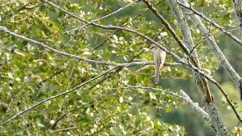 Multiple shots of Yellow-Billed Cuckoo in Canadian forests - HD 1080p Stock Footage 91286529