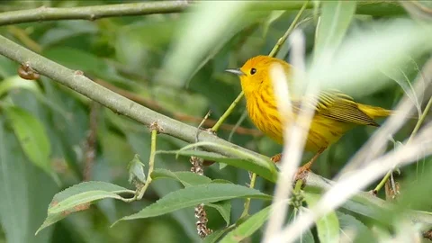 Multiple shots of Yellow Warbler hopping fast on tree branches - HD 1080p Stock Footage 91284177