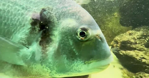 Multiple Silver North Sea Fish Swimming Stock Footage 285235901