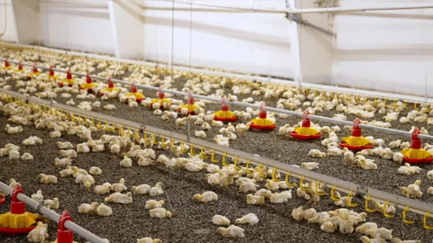 Multiple similar little chicks at the poultry factory.  Stock Footage 294323384