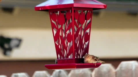 Multiple small birds eating from bird feeder. Video stock 24038688
