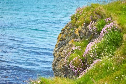 Multiple Small Bright Pink Thrift armeria Flowers Growing Stock Photos