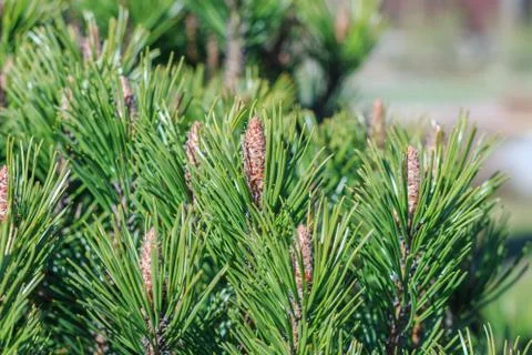 Multiple small cones on pine wood Stock Photos