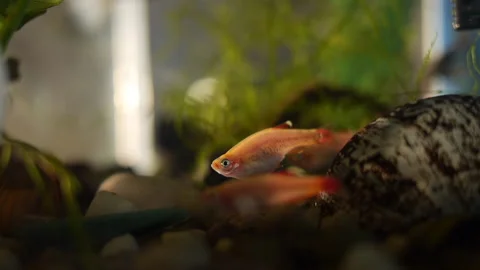Multiple Small Fresh Water Fish in Tank Stock Footage 209166910