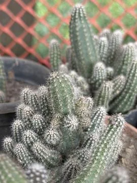 Multiple small green cactuses cluster together in a pot, showcasing their tin Photos