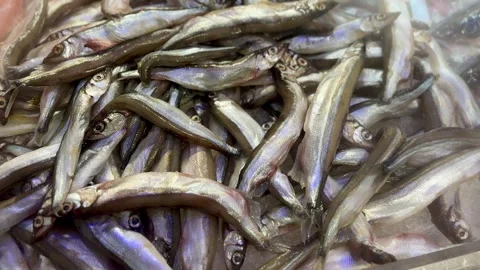 Multiple small young slender capelin, whole, with the head, chilled on shallow Stock Footage 316461657