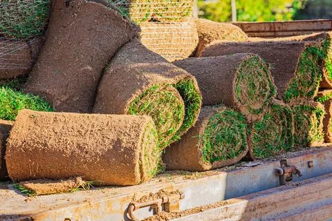 Multiple sod rolls on truck bed showing grass and soil sides in warm sunlight Stock Photos