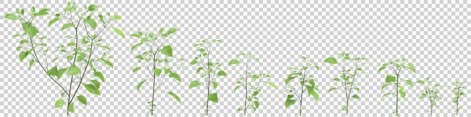 Multiple Solanum nigrum grass plants 3d illustration on transparent backgroun Stock Illustration