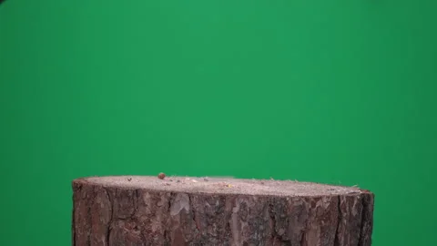 Multiple songbirds on greenscreen Pt2 of 3 Video stock 169638582
