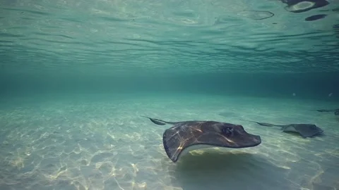 Multiple southern stingrays in shallow water Stock Footage 163609388