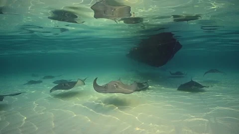 Multiple southern stingrays underneath a boat Stock Footage 163618023
