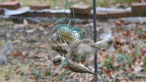 Multiple sparrows at a suet feeder - slow motion HD Stock Footage 100129998