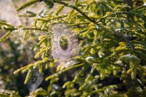 Multiple spider webs on pine tree.  Arthropods, entomology Foto stock