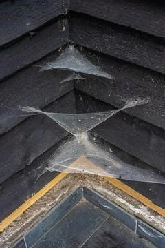 Multiple spiders web in a corner by black walls Stock Photos