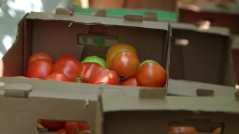 Multiple stacks of cardboard boxes filled with fresh tomatoes in warehouse for Stock Footage 320400728