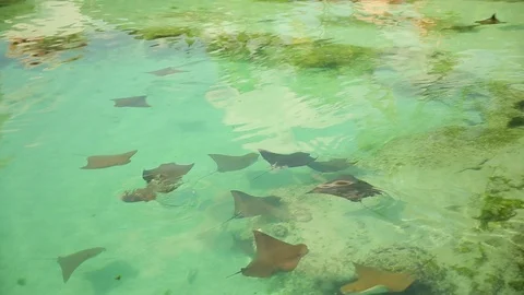 Multiple stingrays swimming through shallow ocean reef Stock Footage 124084830