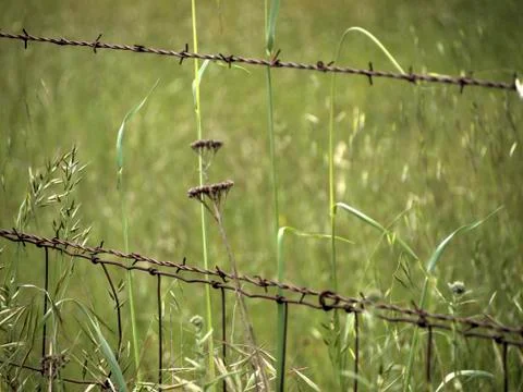  multiple strands of new barbed wire running in front of a grass field. Foto stock