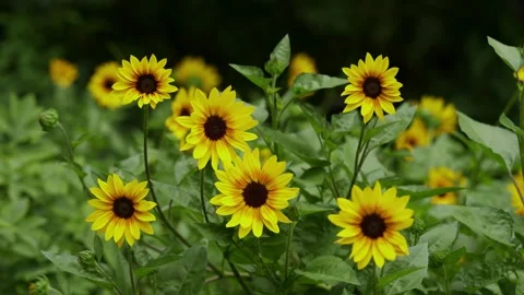Multiple sunflowers reaching toward the sky in peaceful Shanghai People's Park Vídeo Stock 337572891