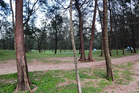 Multiple Tamarisk Tree in the Beach Stock Photos