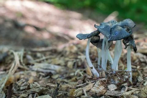 Multiple teal toadstools macro image Stock Photos
