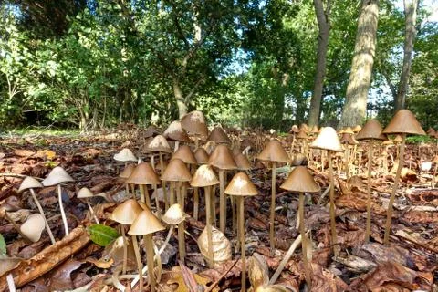 Multiple toadstools growing on a bed of leaves Stock Photos