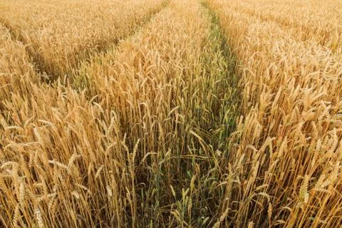 Multiple tracks grain field Stock Photos