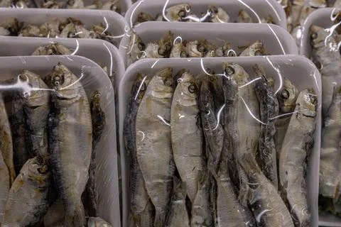 Multiple trays filled with small dry fish are lined up neatly on a table Stock Photos