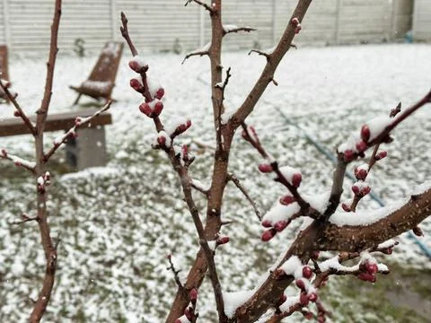 Multiple tree branches with bright red buds covered in snow during an abnormal Stock Photos