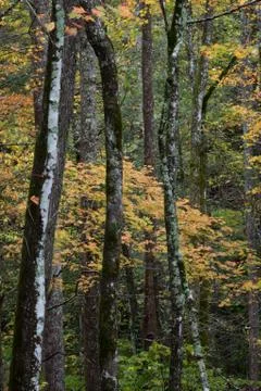Multiple tree trunks in autumn landscape background Stock Photos