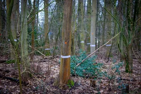 Multiple trees marked to be cut down in Utrecht Stock Photos