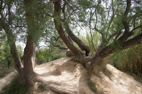 Multiple trunks of various trees in a nature park Stock Photos
