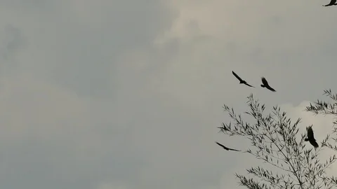 Multiple turkey vulture flying in circles with cloudy stormy skies Stock Footage 123562993