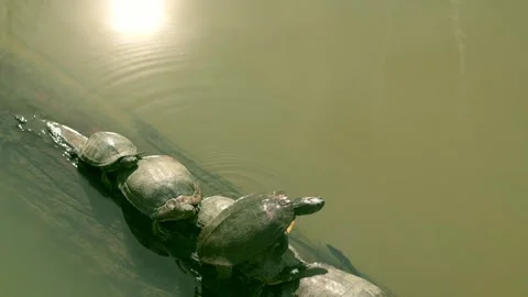 Multiple turtles bask on a log in a pond, soaking up the sun. Ideal for nature Stock Footage 278073342