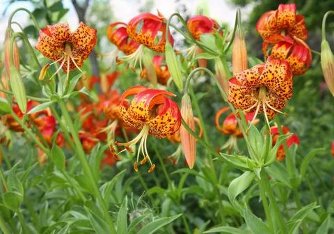 Multiple unique red and yellow flowers growing in garden Stock Photos