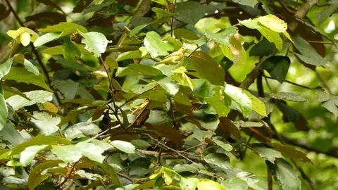 Multiple variable angle shots of small yellow bird in dense jungle tree 스톡 동영상 93052803