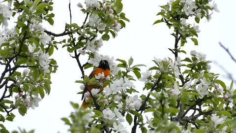 Multiple various shots of oriole birds in flowering tree in spring - HD 1080p Stock Footage 91284417