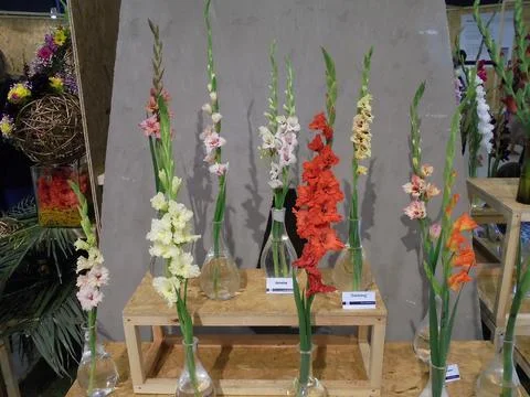 Multiple various varieties of gladiola flowers with different colors Stock Photos