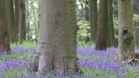 Multiple vibrant, brightly coloured bluebell flowers gently blowing in the wind  Video stock 249518033