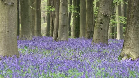 Multiple vibrant, brightly coloured bluebell flowers gently blowing in the wind  Video stock 249518366
